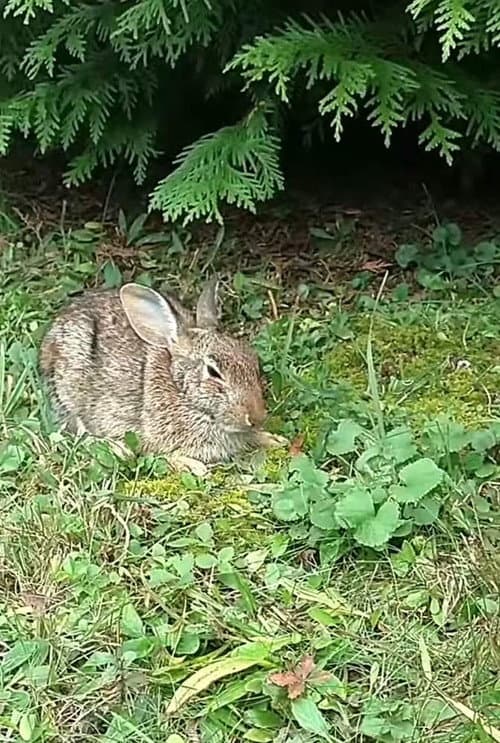 Comforting A Dying Rabbit